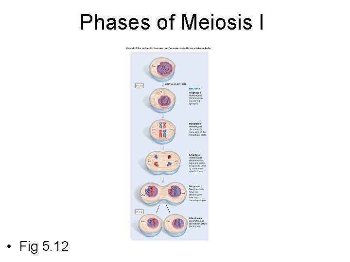 Phases of Meiosis I • Fig 5. 12 