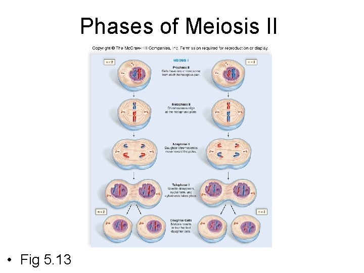 Phases of Meiosis II • Fig 5. 13 