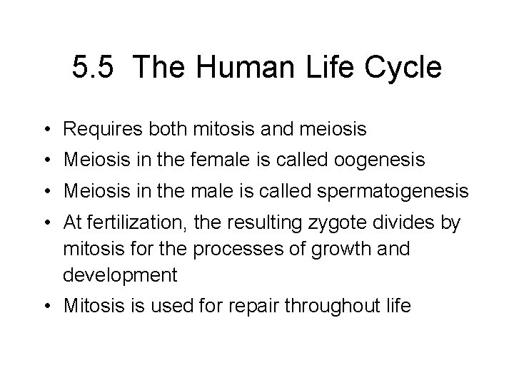 5. 5 The Human Life Cycle • Requires both mitosis and meiosis • Meiosis