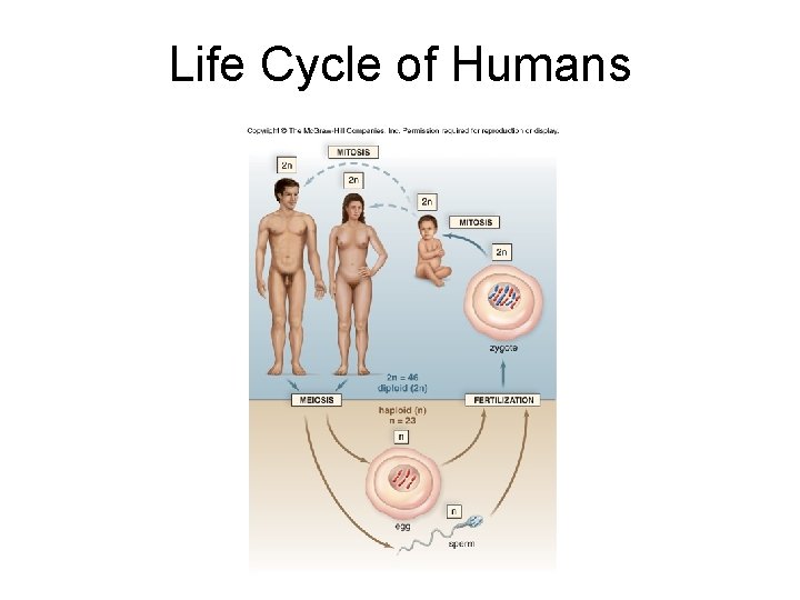 Life Cycle of Humans 