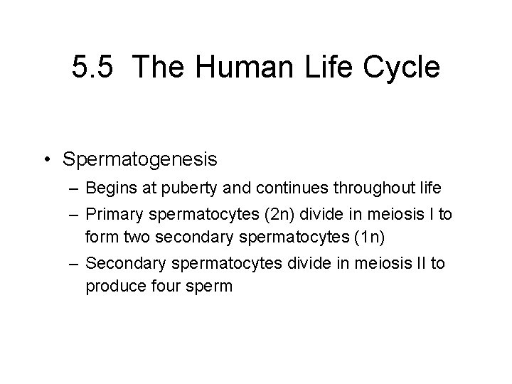 5. 5 The Human Life Cycle • Spermatogenesis – Begins at puberty and continues