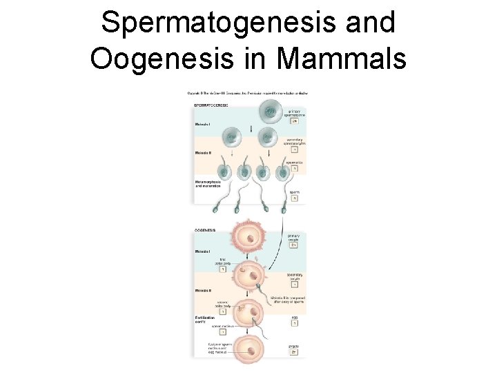 Spermatogenesis and Oogenesis in Mammals 