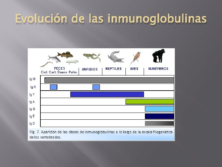 Evolución de las inmunoglobulinas 