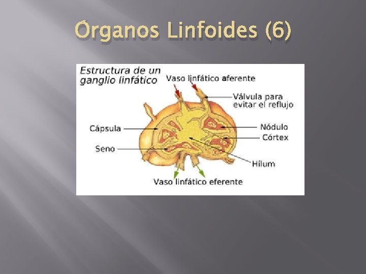 Órganos Linfoides (6) 