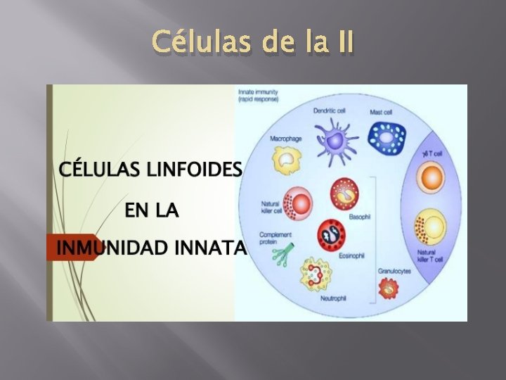 Células de la II 