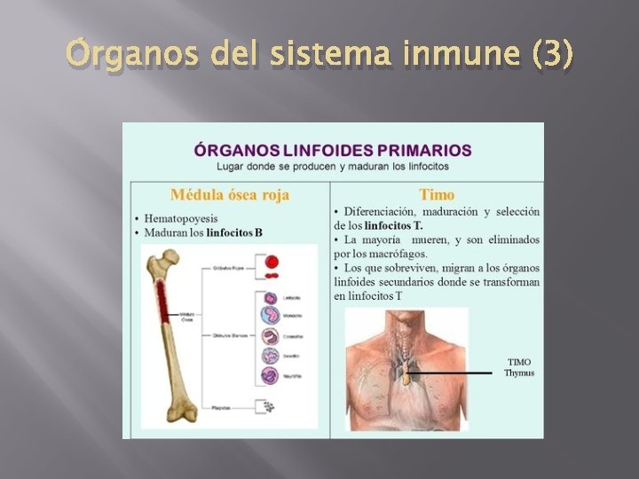 Órganos del sistema inmune (3) 