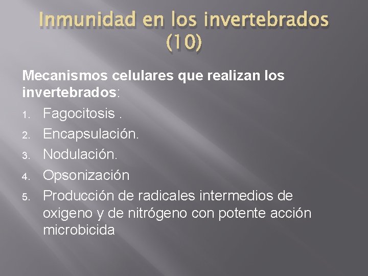 Inmunidad en los invertebrados (10) Mecanismos celulares que realizan los invertebrados: 1. Fagocitosis. 2.