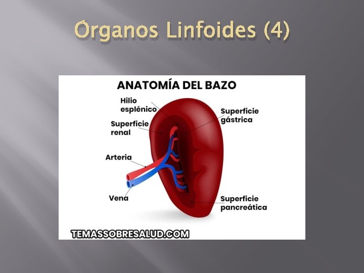 Órganos Linfoides (4) 