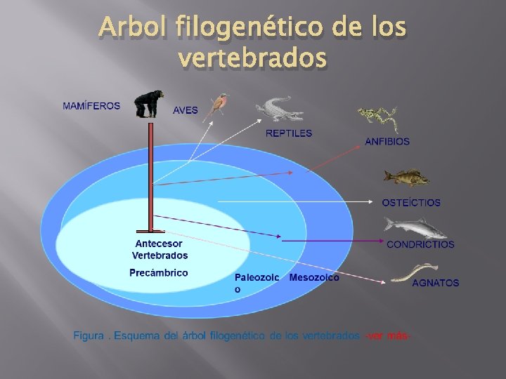 Arbol filogenético de los vertebrados 