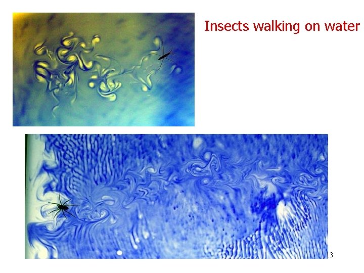 Insects walking on water 13 Insects walking on water 13