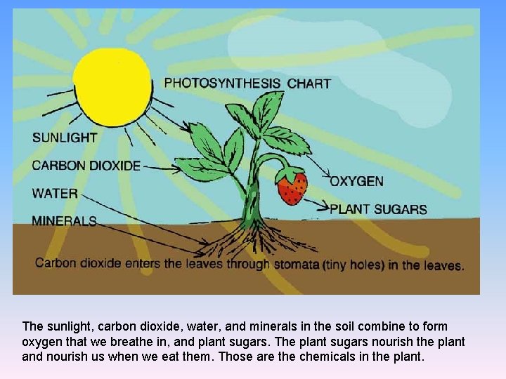 The sunlight, carbon dioxide, water, and minerals in the soil combine to form oxygen