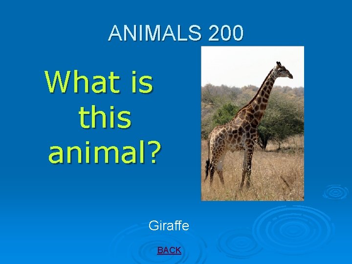 ANIMALS 200 What is this animal? Giraffe BACK 