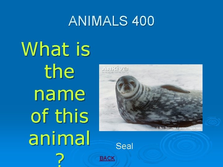 ANIMALS 400 What is the name of this animal Seal BACK 