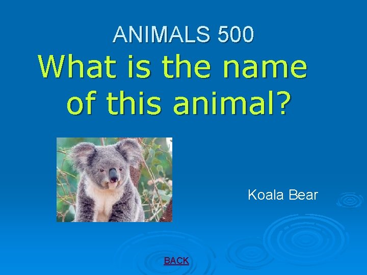 ANIMALS 500 What is the name of this animal? Koala Bear BACK 