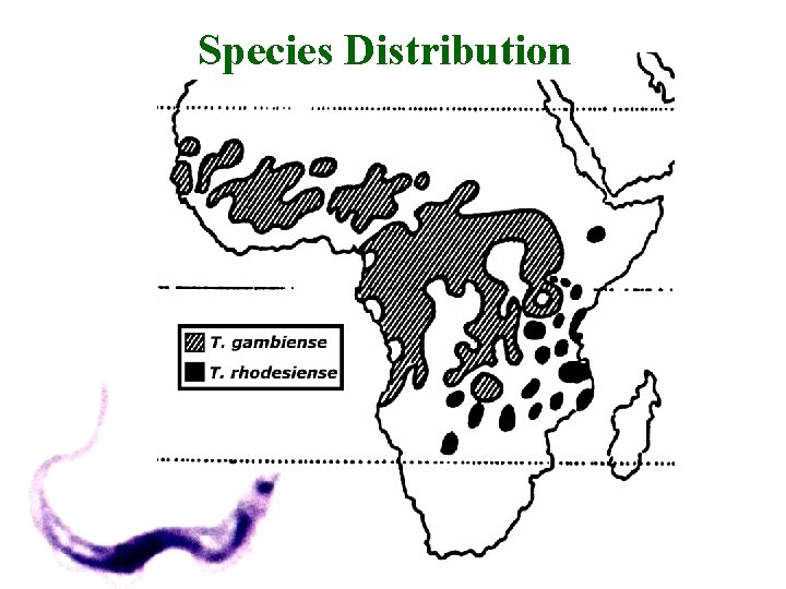 Species Distribution 