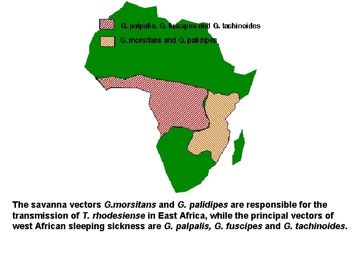 The savanna vectors G. morsitans and G. palidipes are responsible for the transmission of
