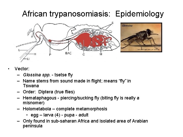 African trypanosomiasis: Epidemiology • Vector: – Glossina spp. tsetse fly – Name stems from
