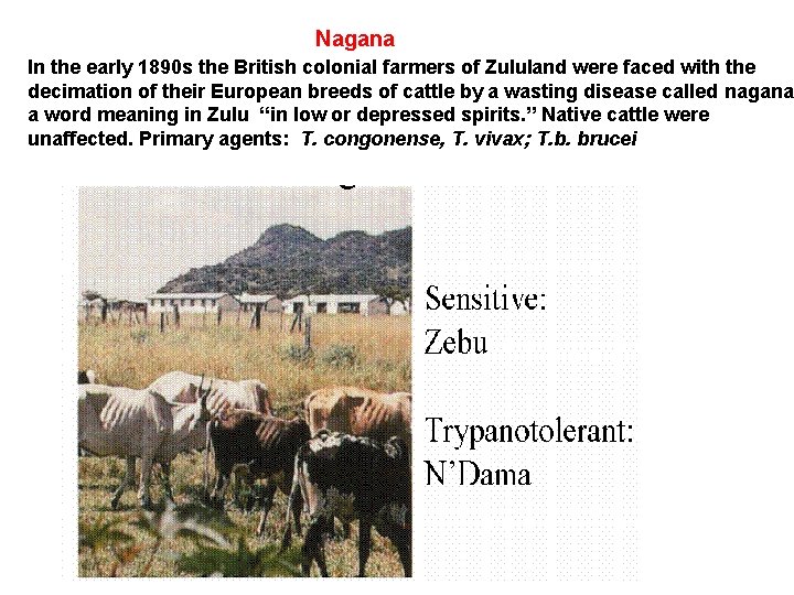 Nagana In the early 1890 s the British colonial farmers of Zululand were faced