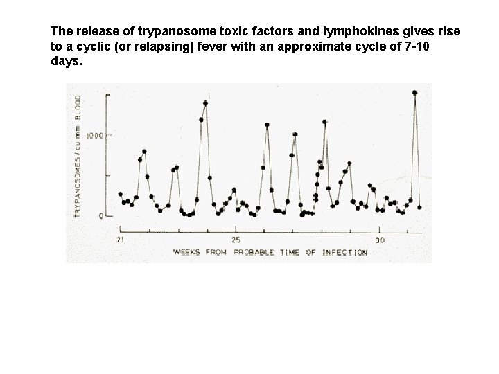 The release of trypanosome toxic factors and lymphokines gives rise to a cyclic (or