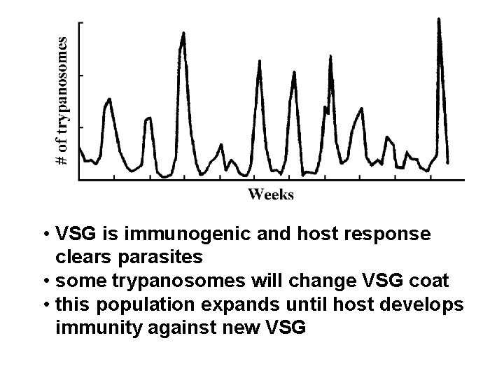 • VSG is immunogenic and host response clears parasites • some trypanosomes will