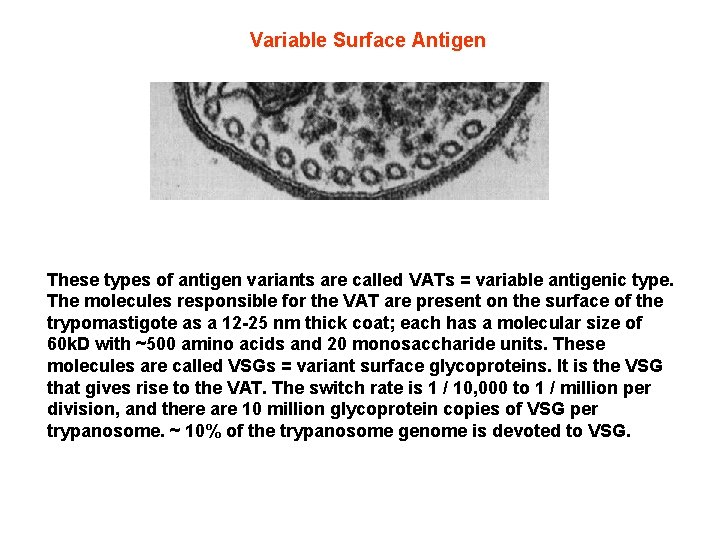 Variable Surface Antigen These types of antigen variants are called VATs = variable antigenic