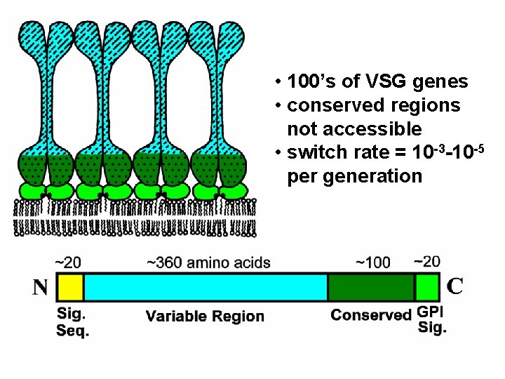  • 100’s of VSG genes • conserved regions not accessible • switch rate