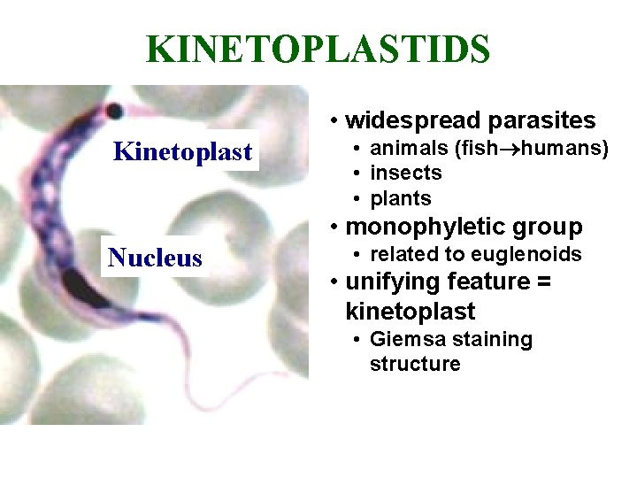 KINETOPLASTIDS • widespread parasites Kinetoplast • animals (fish humans) • insects • plants •