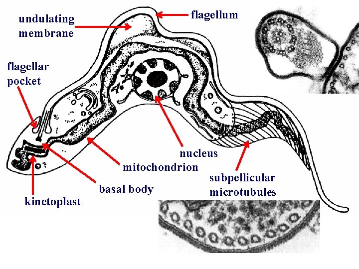undulating membrane flagellum flagellar pocket kinetoplast nucleus mitochondrion subpellicular basal body microtubules 