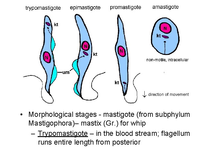  • Morphological stages mastigote (from subphylum Mastigophora)– mastix (Gr. ) for whip –