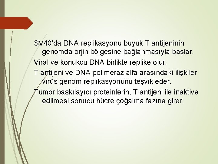 SV 40’da DNA replikasyonu büyük T antijeninin genomda orjin bölgesine bağlanmasıyla başlar. Viral ve