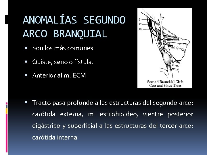 ANOMALÍAS SEGUNDO ARCO BRANQUIAL Son los más comunes. Quiste, seno o fístula. Anterior al