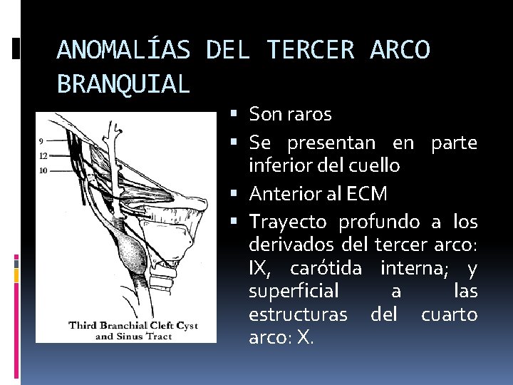 ANOMALÍAS DEL TERCER ARCO BRANQUIAL Son raros Se presentan en parte inferior del cuello