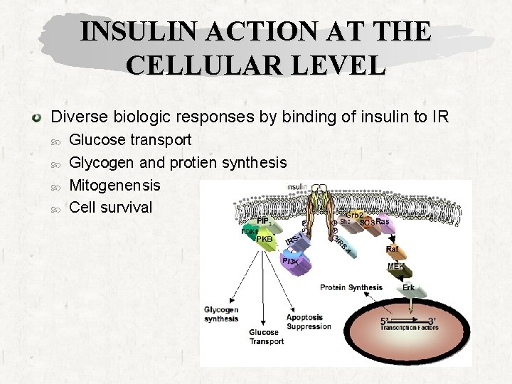 INSULIN ACTION AT THE CELLULAR LEVEL Diverse biologic responses by binding of insulin to