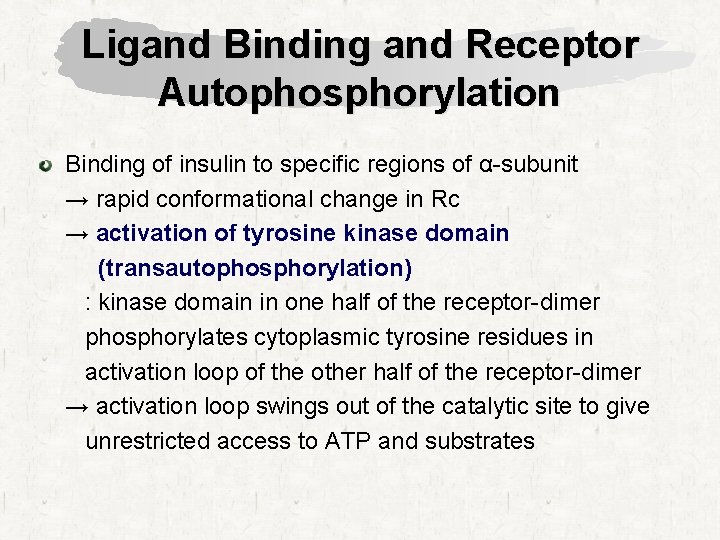 Ligand Binding and Receptor Autophosphorylation Binding of insulin to specific regions of α-subunit →