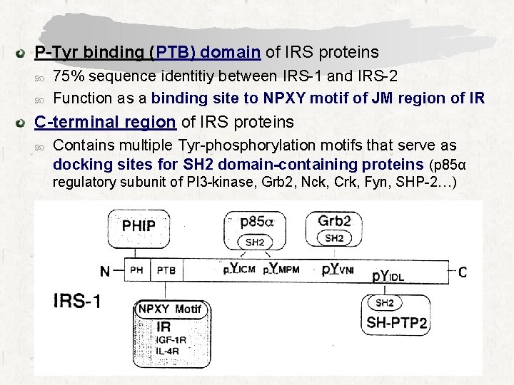 P-Tyr binding (PTB) domain of IRS proteins 75% sequence identitiy between IRS-1 and IRS-2