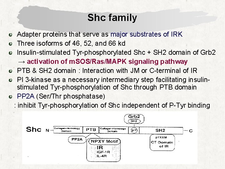 Shc family Adapter proteins that serve as major substrates of IRK Three isoforms of