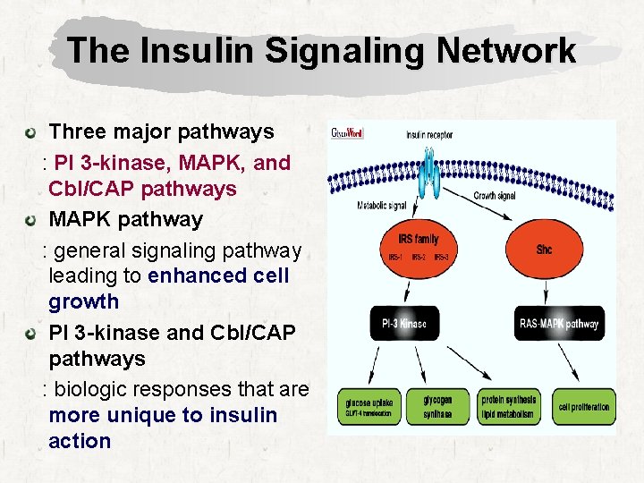 The Insulin Signaling Network Three major pathways : PI 3 -kinase, MAPK, and Cbl/CAP