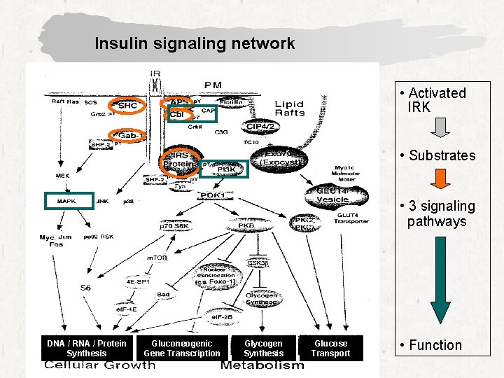 Insulin signaling network • Activated IRK • Substrates • 3 signaling pathways DNA /