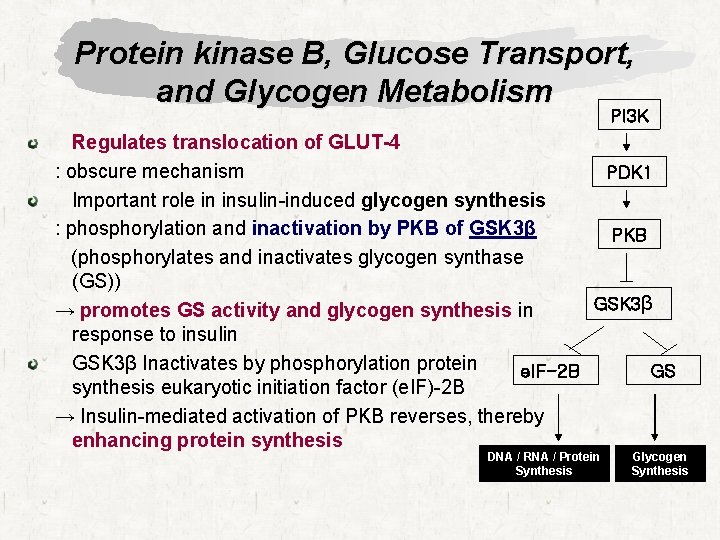 Protein kinase B, Glucose Transport, and Glycogen Metabolism PI 3 K Regulates translocation of