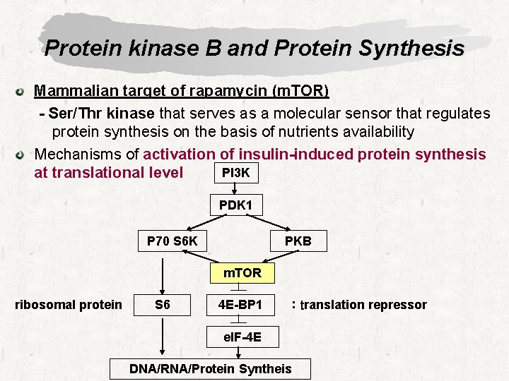 Protein kinase B and Protein Synthesis Mammalian target of rapamycin (m. TOR) - Ser/Thr