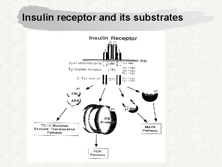 Insulin receptor and its substrates 