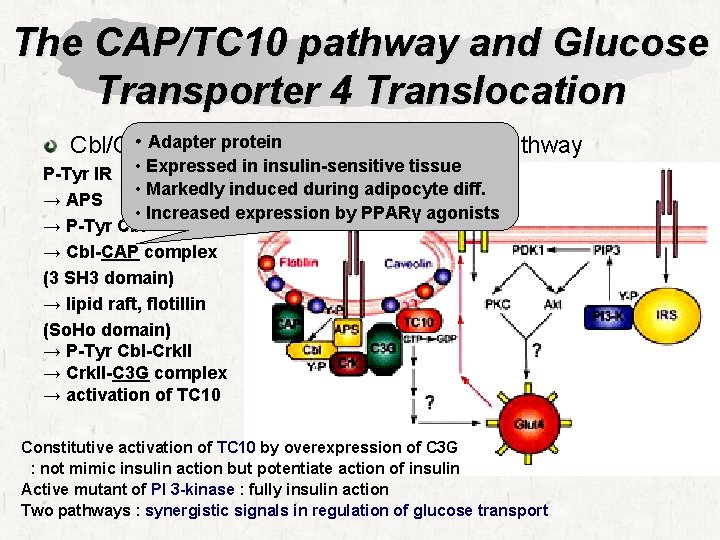 The CAP/TC 10 pathway and Glucose Transporter 4 Translocation • Adapter protein. Protein(CAP)/TC 10