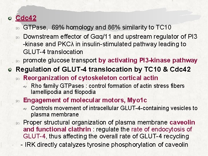 Cdc 42 GTPase, 69% homology and 86% similarity to TC 10 Downstream effector of