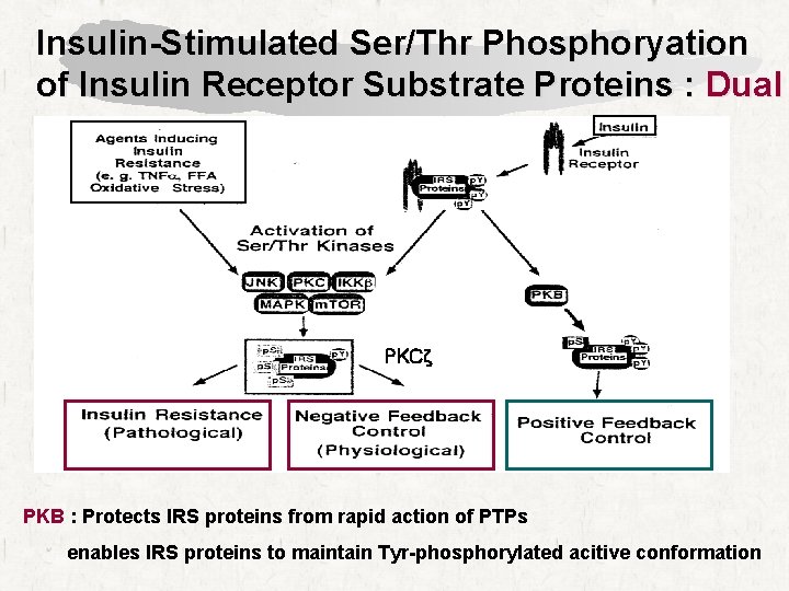 Insulin-Stimulated Ser/Thr Phosphoryation of Insulin Receptor Substrate Proteins : Dual PKCζ PKB : Protects