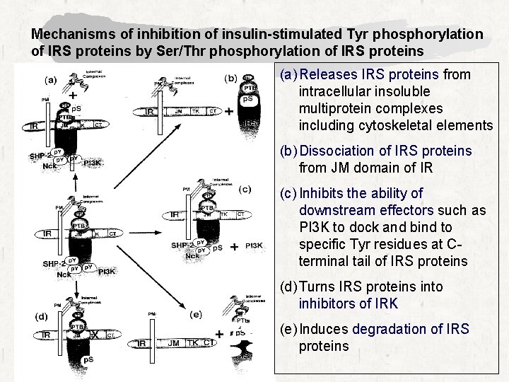 Mechanisms of inhibition of insulin-stimulated Tyr phosphorylation of IRS proteins by Ser/Thr phosphorylation of
