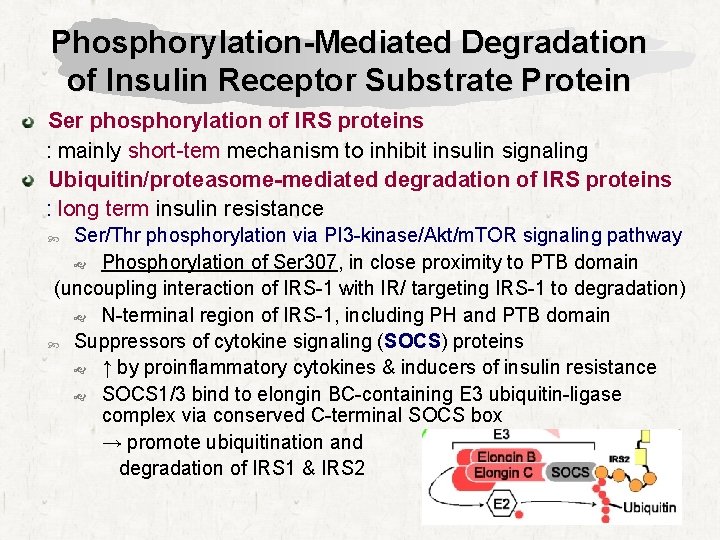 Phosphorylation-Mediated Degradation of Insulin Receptor Substrate Protein Ser phosphorylation of IRS proteins : mainly