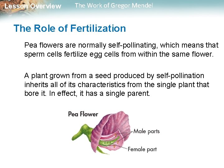 Lesson Overview The Work of Gregor Mendel The Role of Fertilization Pea flowers are Lesson Overview The Work of Gregor Mendel The Role of Fertilization Pea flowers are