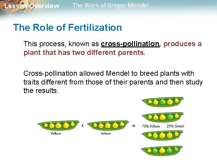 Lesson Overview The Work of Gregor Mendel The Role of Fertilization This process, known Lesson Overview The Work of Gregor Mendel The Role of Fertilization This process, known
