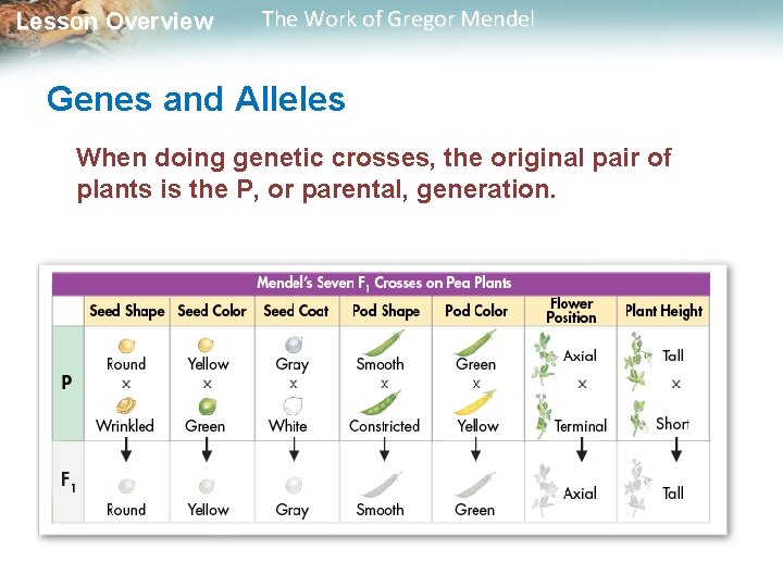 Lesson Overview The Work of Gregor Mendel Genes and Alleles When doing genetic crosses, Lesson Overview The Work of Gregor Mendel Genes and Alleles When doing genetic crosses,