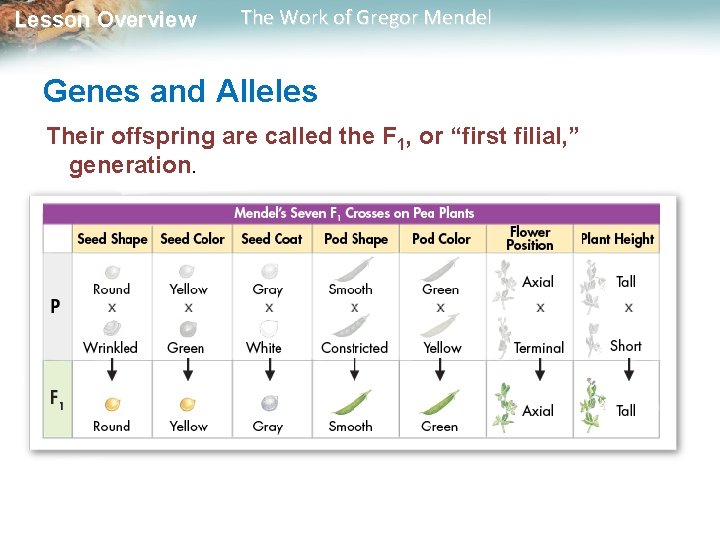 Lesson Overview The Work of Gregor Mendel Genes and Alleles Their offspring are called Lesson Overview The Work of Gregor Mendel Genes and Alleles Their offspring are called